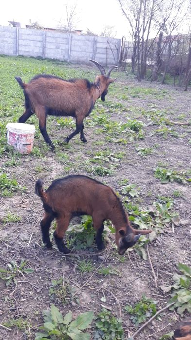 Vând țap de rasa montana