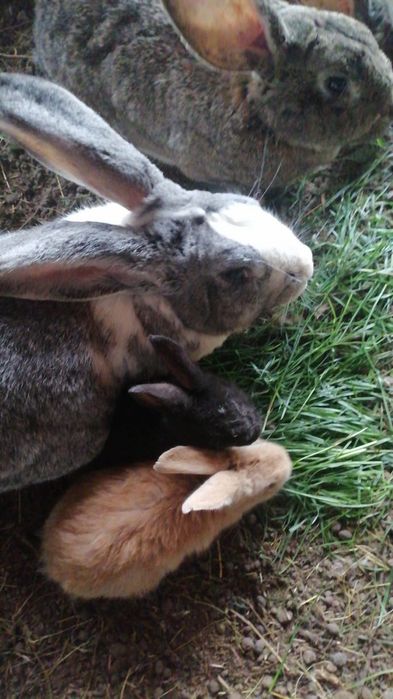 Iepuri de vânzare, schimb pe cereale  INCHID FERMA, VÂND TOT IEFTIN