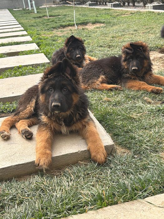 Предлогаются щенки немецкой овчарки.