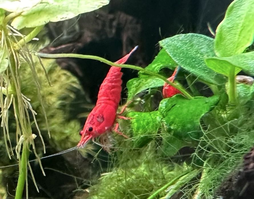 Creveti Neocaridina Sakura Red
