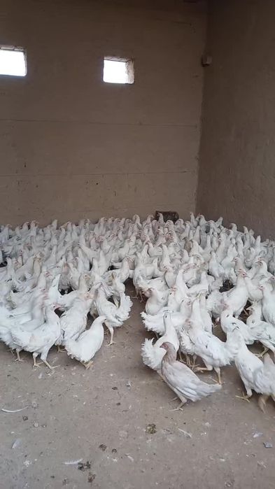 Tuxumga yaqin loman sendi tovuqlari sotiladi