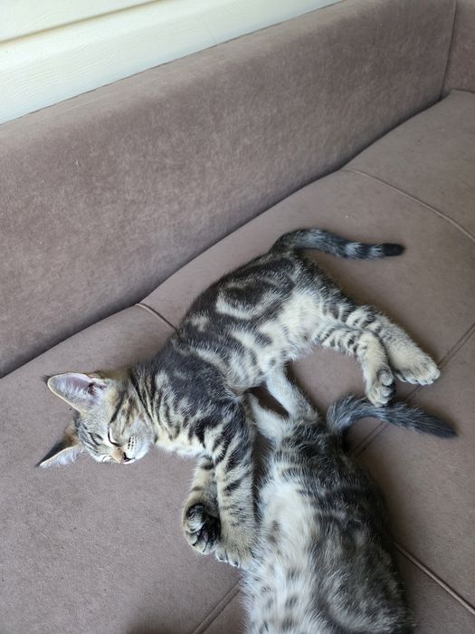 Продам котика  мей кун