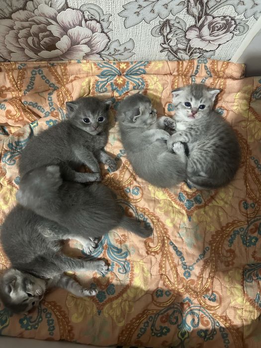 Шатланские котёнкий