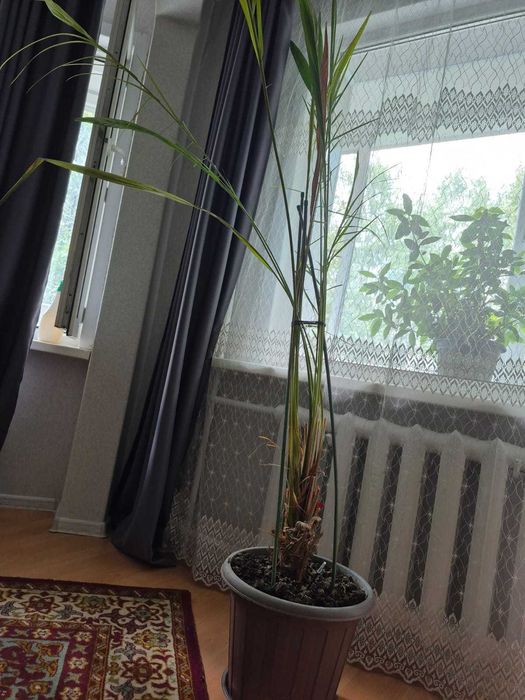 Продам финиковую пальму