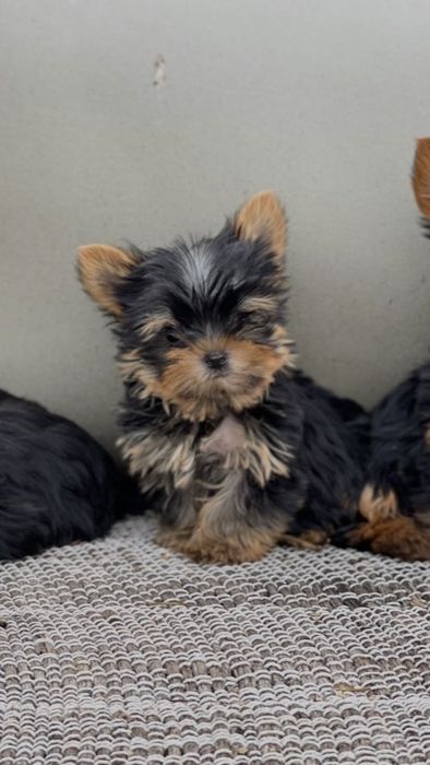Йоркширски териер / Yorkshire Terrier