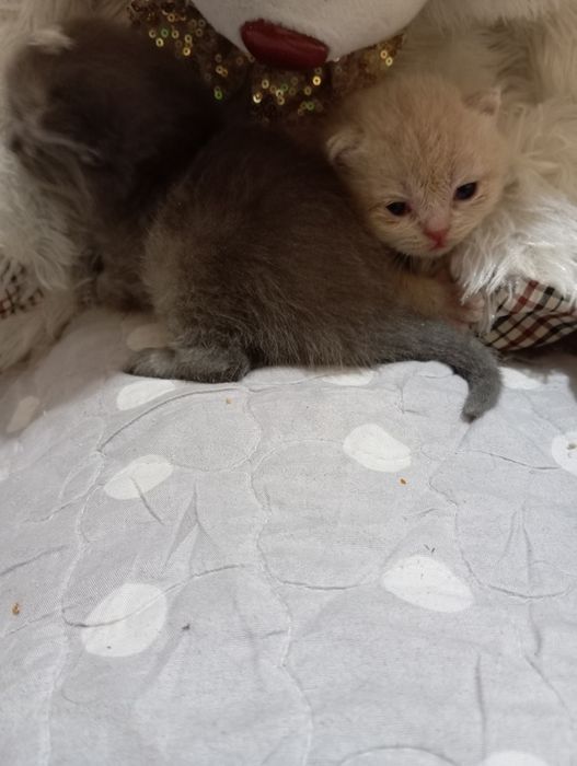 Shotlandiya mushuklar sotiladi