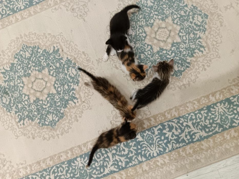 Котята с кошкой.