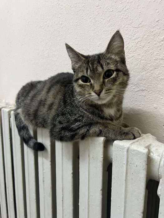 Ищем дом для очень ласкового котика