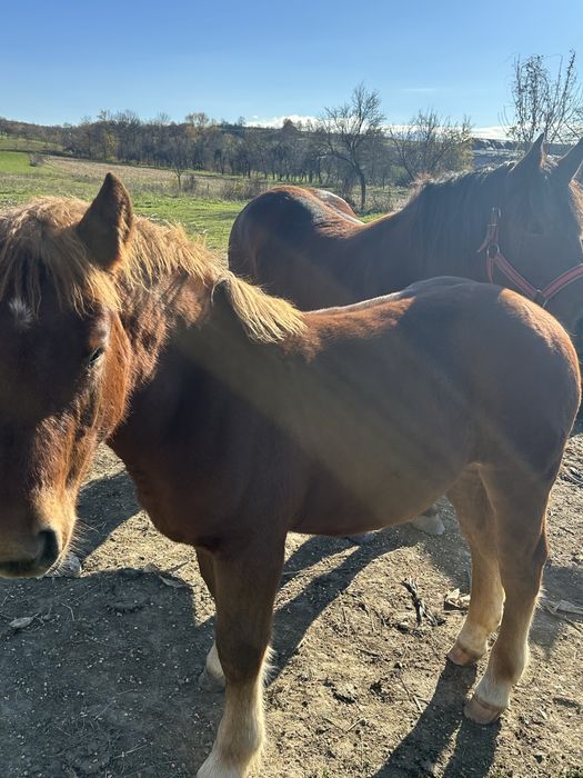 De vanzare iapa de 4 cu mqnza de 6 luni
