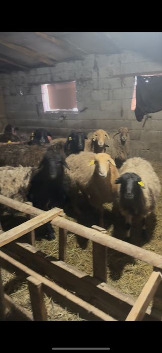 Продам бараны с ягнятами