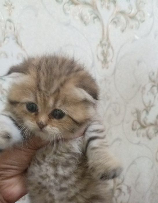 Золотые шиншилла мальчик и девочка