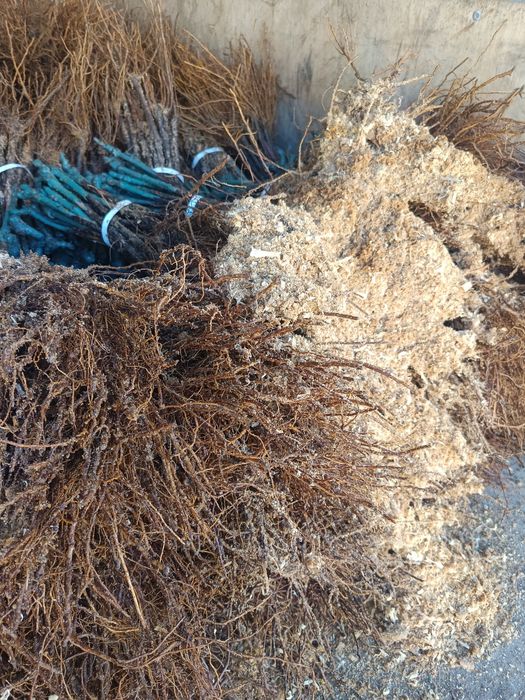 Овощен и лозов посадъчен материал