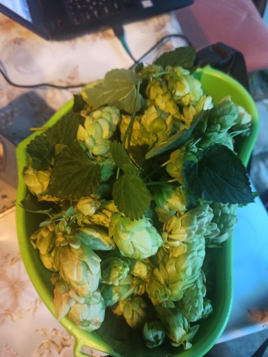 Хмель (шишки хмеля) сушеный