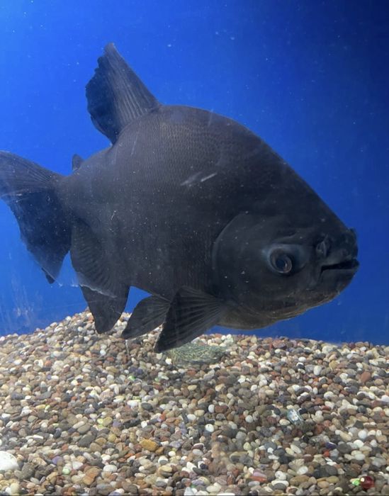 Аквариум 200 литров