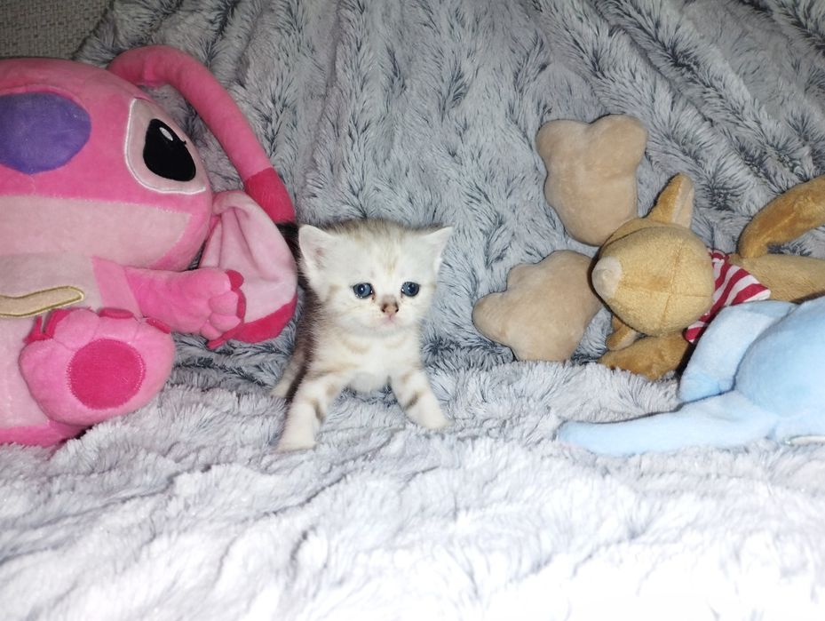 Котята скоттиш -фолд, скоттиш - страйт