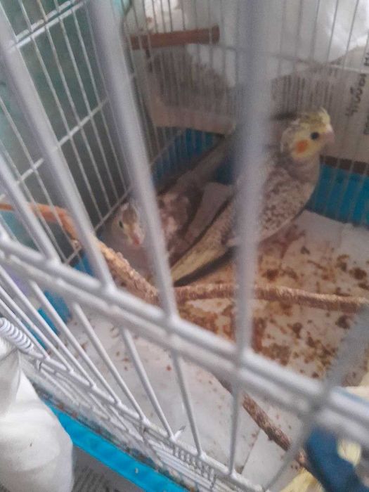 Продаются попугаи Корелла