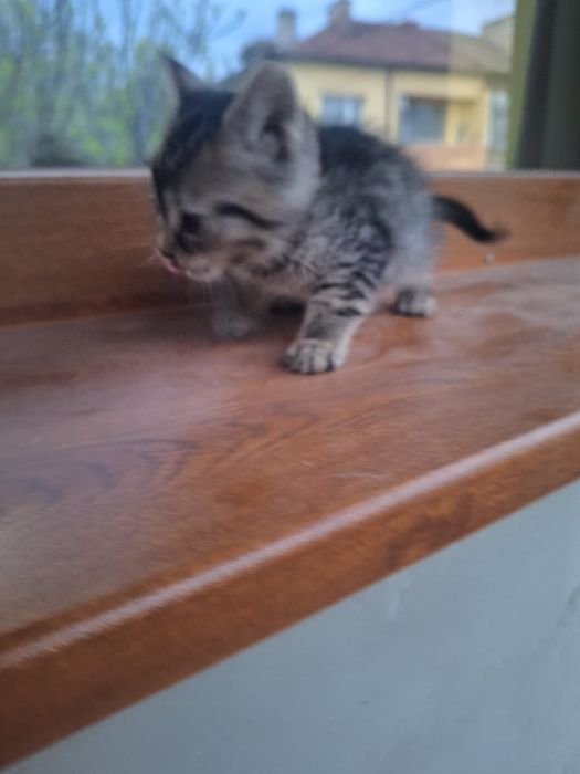 Малки Котенца безплатни