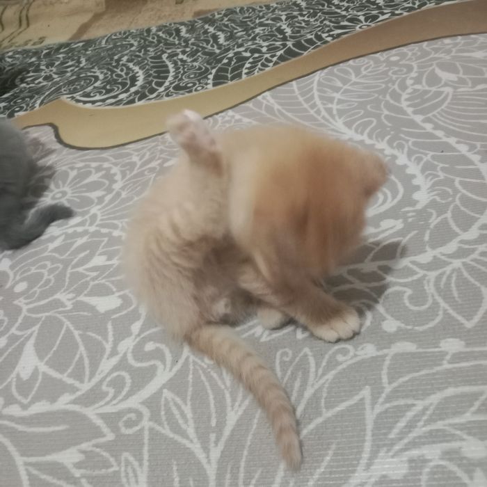 Шотландский вислоухие