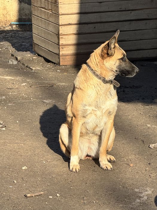 Ищет дом собака Злата.