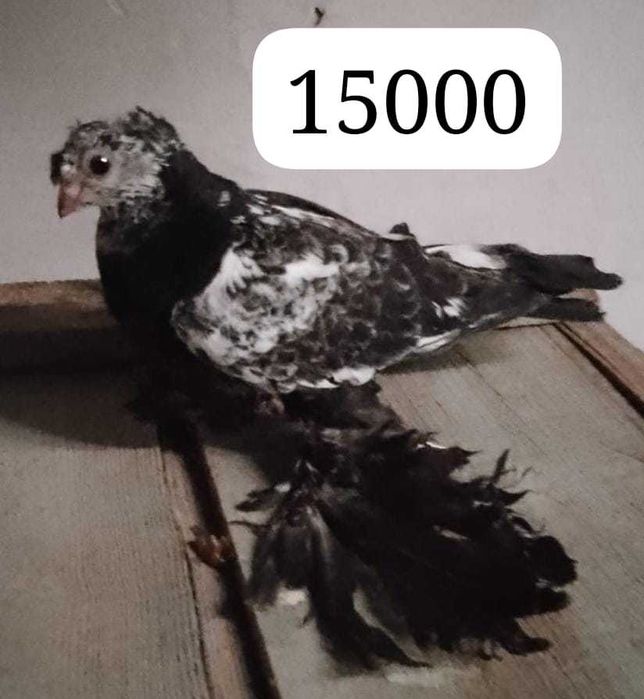 Продам голубей...