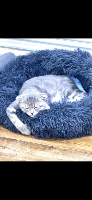 Кошка британский