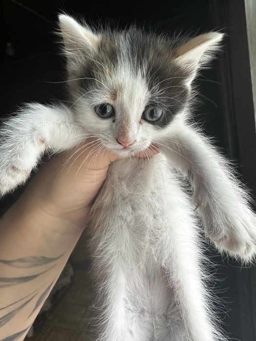 Отдам бесплатно котят