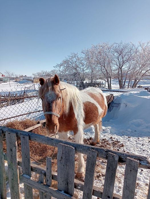 Продам  бие буаз