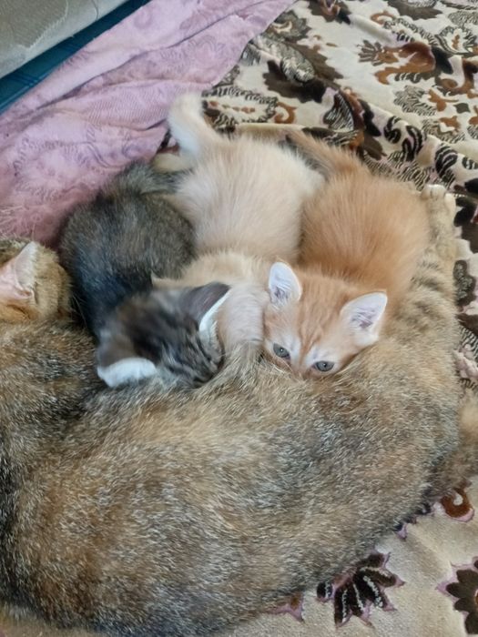 В добрые руки котята
