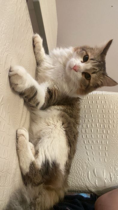 Продаю кота . Год