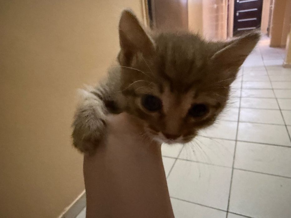 Отдам котенка в добрые руки