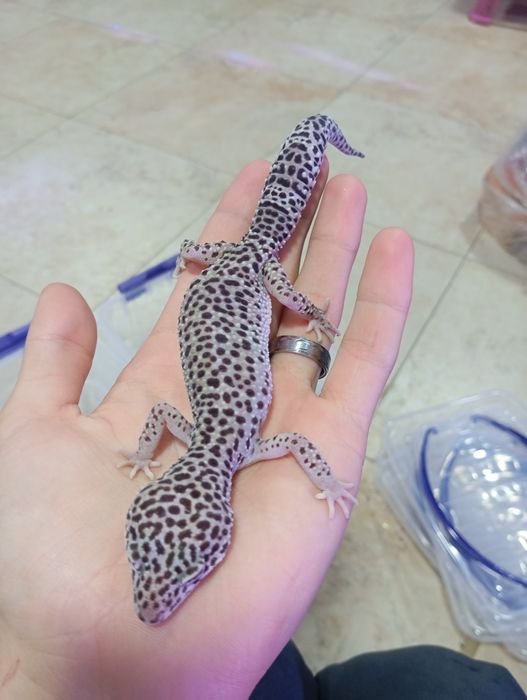 Геккон 4 хил расцветкада