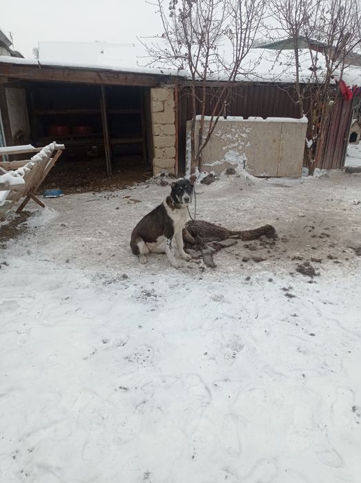 Продам Төбет девочка