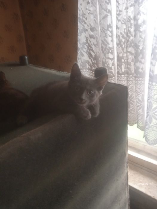 Отдам котяток в добрые руки