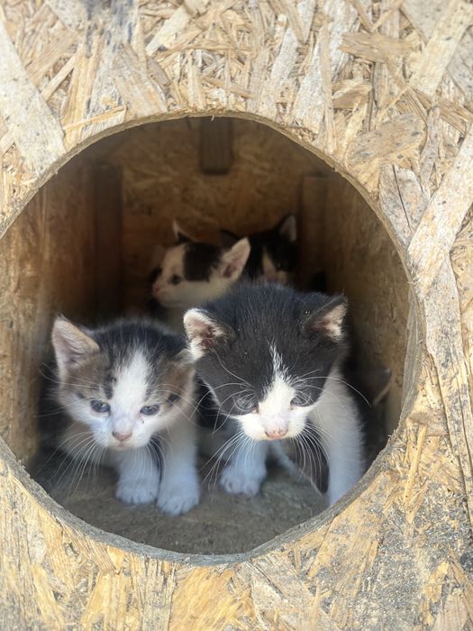 6 pui de pisica asteapta sa si gaseasca un adapost