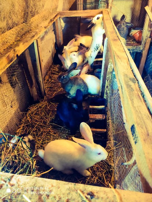 зайци трупно и за разплод