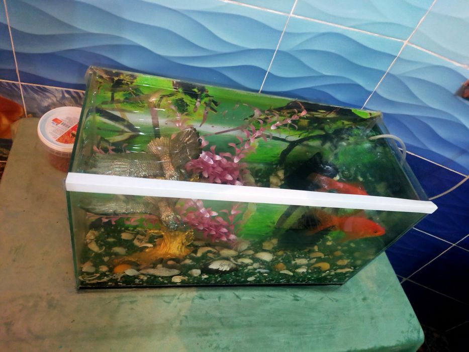 Аквариум в хорошем состоянии