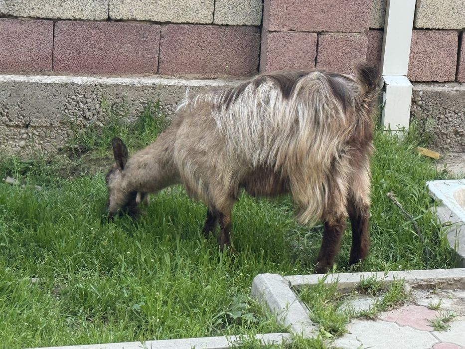 Альпийские козы лағымен сатылады