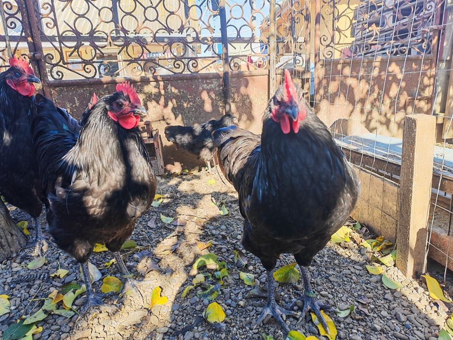 Australorp negru