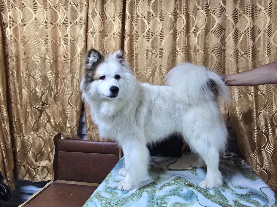 Отдам в добрые руки