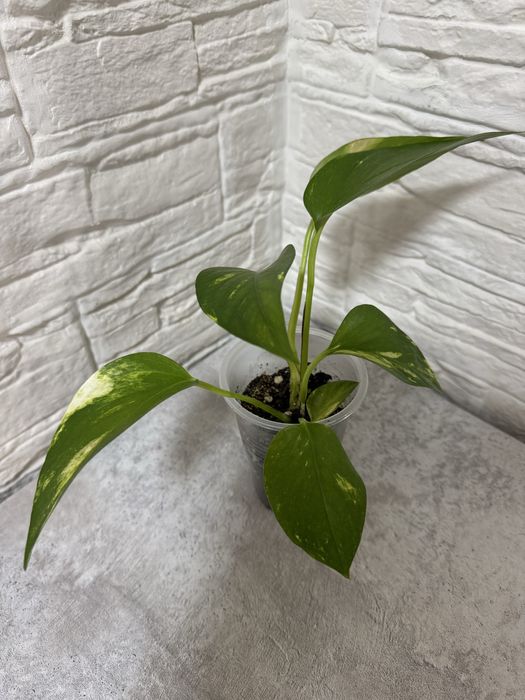 Продаю комнатные цветы.