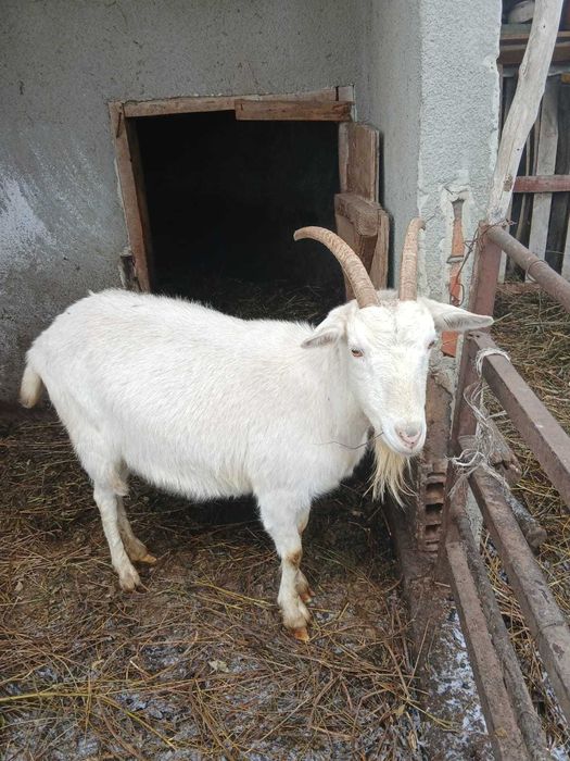 Capra  de vanzare  rasa Saeenen, bine intretinuta, da 4 litri lapte
