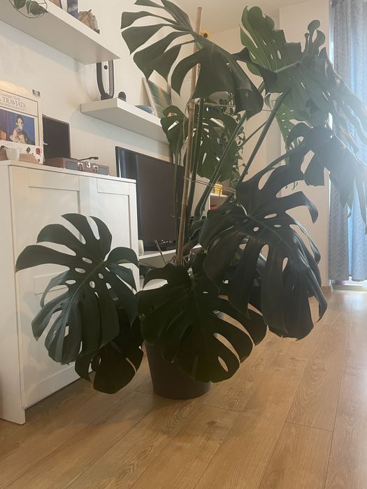Monstera Deliciosa 1.40 planta de apartament