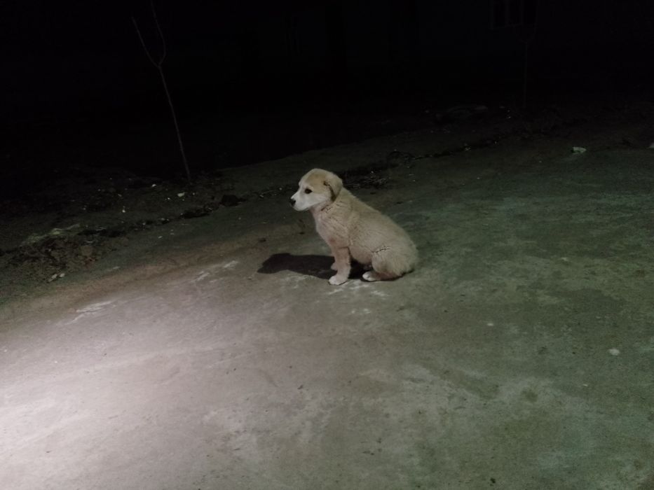 Чупон ити  угил бола