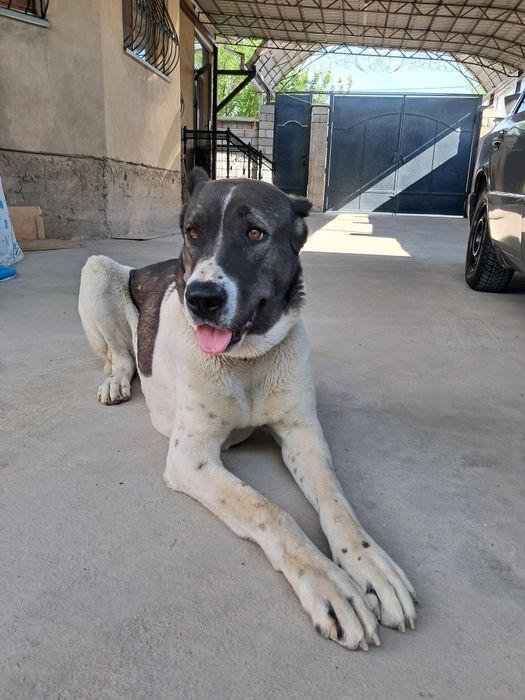 Алабай  ит ұрғашы линя Қарабас