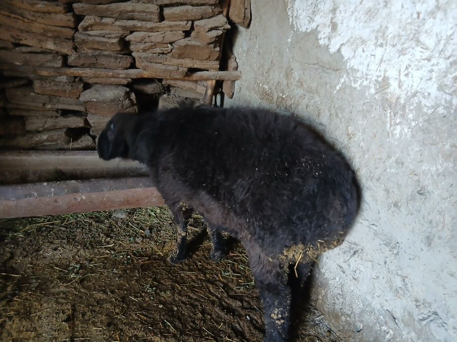 Qo'chqor barralar sotiladi