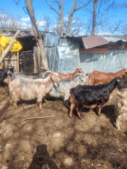 Vând 35 de capre la prețul de 500 de lei ( bucata ) cu iedul langa ele