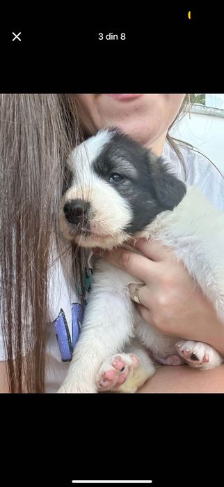 Caine ciobănesc vârstă 5 luni