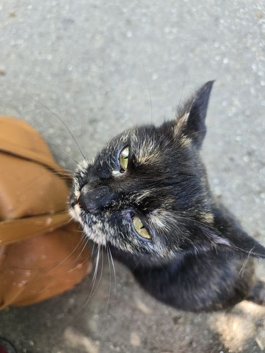 pisicuta de adoptie, pisica de adoptat, pisicuta frumoasa de adoptat, pisica fetita pentru adoptie, pisica superba, pisica tricolora