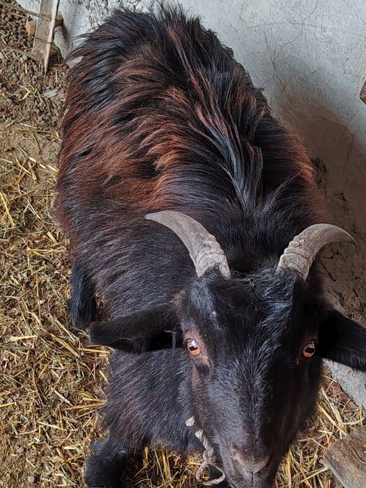 Echkilar tezda sotiladi