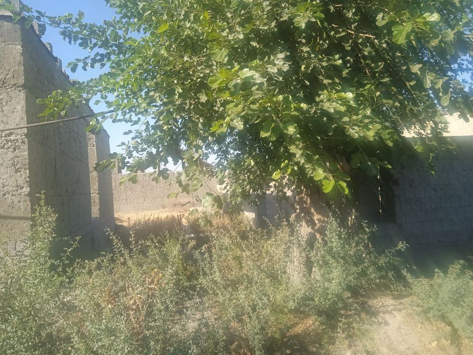 Jomboy tumani Nazar MFY